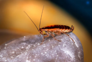 New Century Plumbing-Cockroach Free